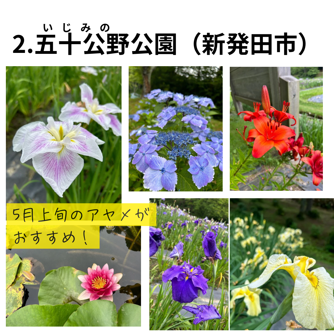 新潟スポット